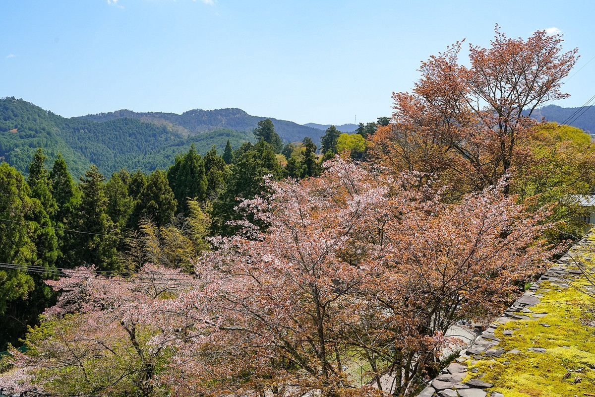2025年第0277贴-奈良吉野山旅拍（0429）