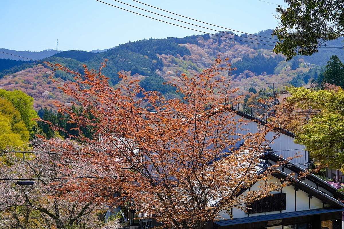 2025年第0277贴-奈良吉野山旅拍（0429）