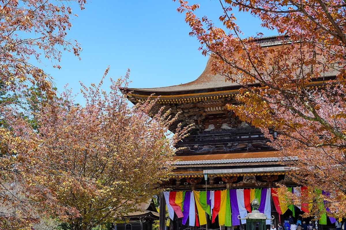 2025年第0277贴-奈良吉野山旅拍（0429）