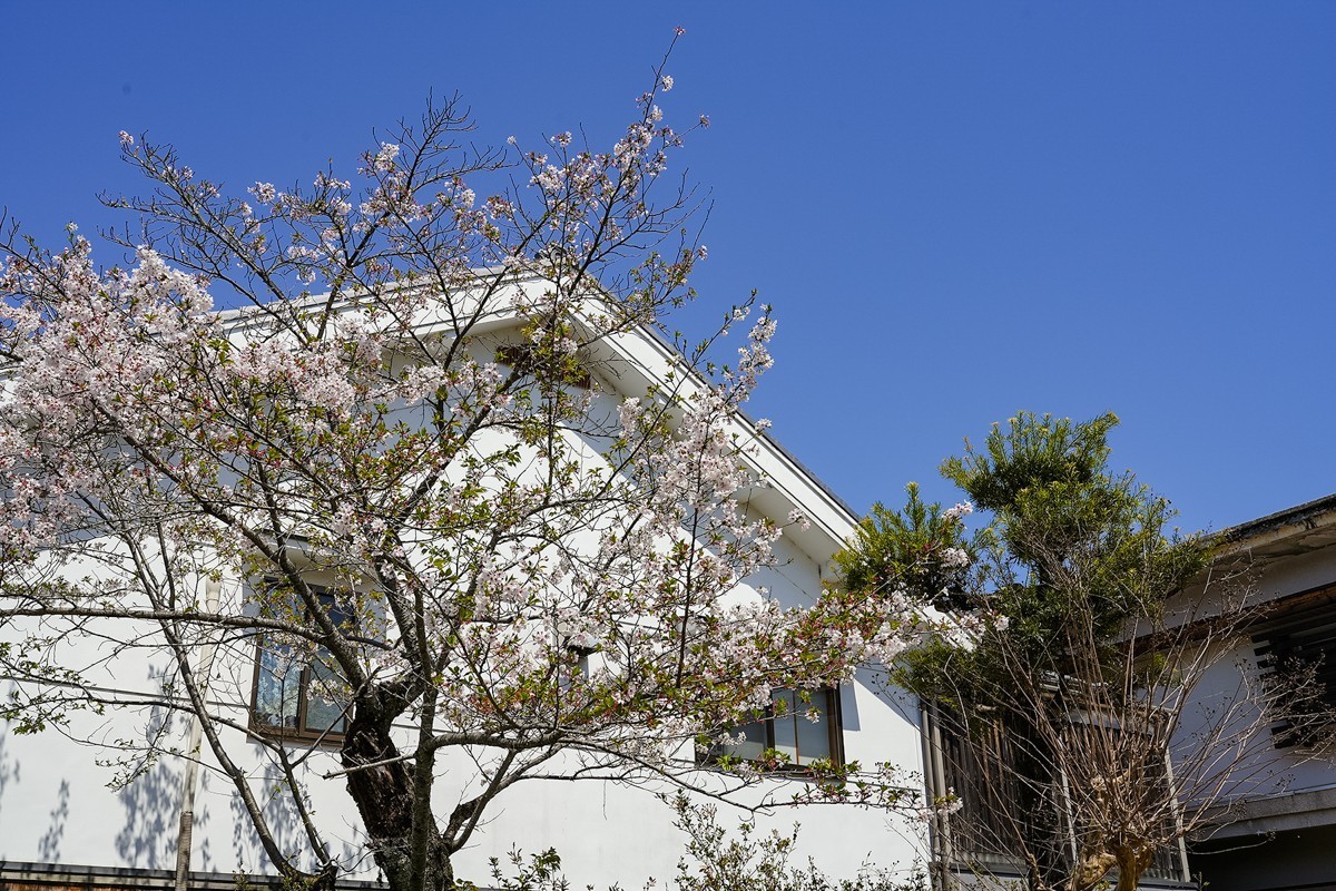 2025年第0277贴-奈良吉野山旅拍（0429）