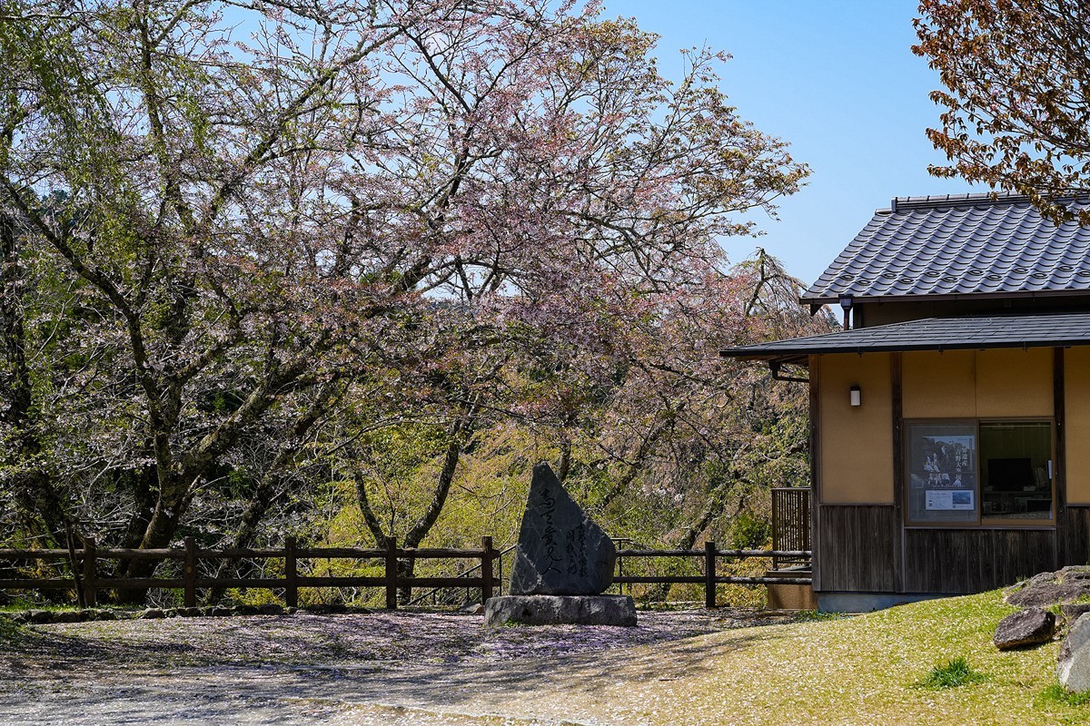 2025年第0277贴-奈良吉野山旅拍（0429）