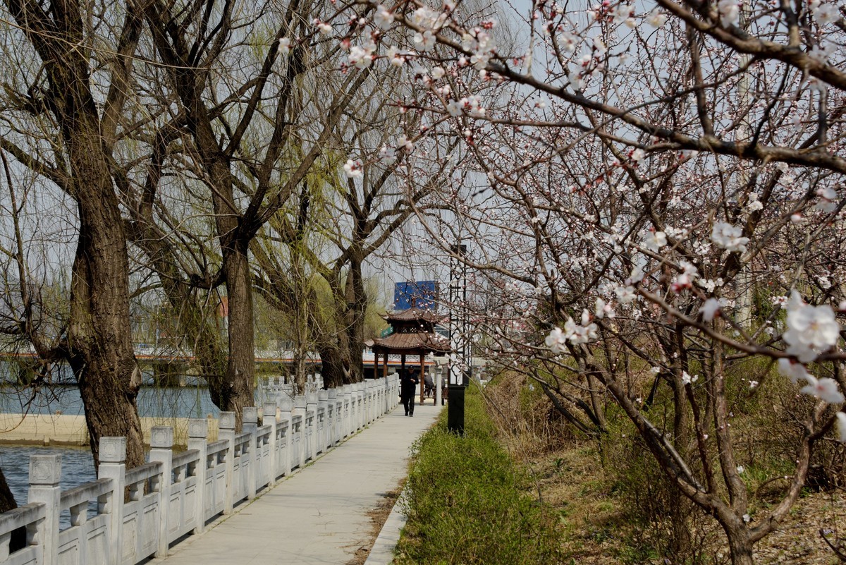 2025之春（十）－ 花红柳绿