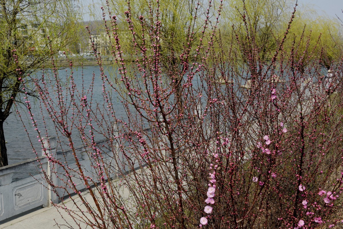 2025之春（十）－ 花红柳绿