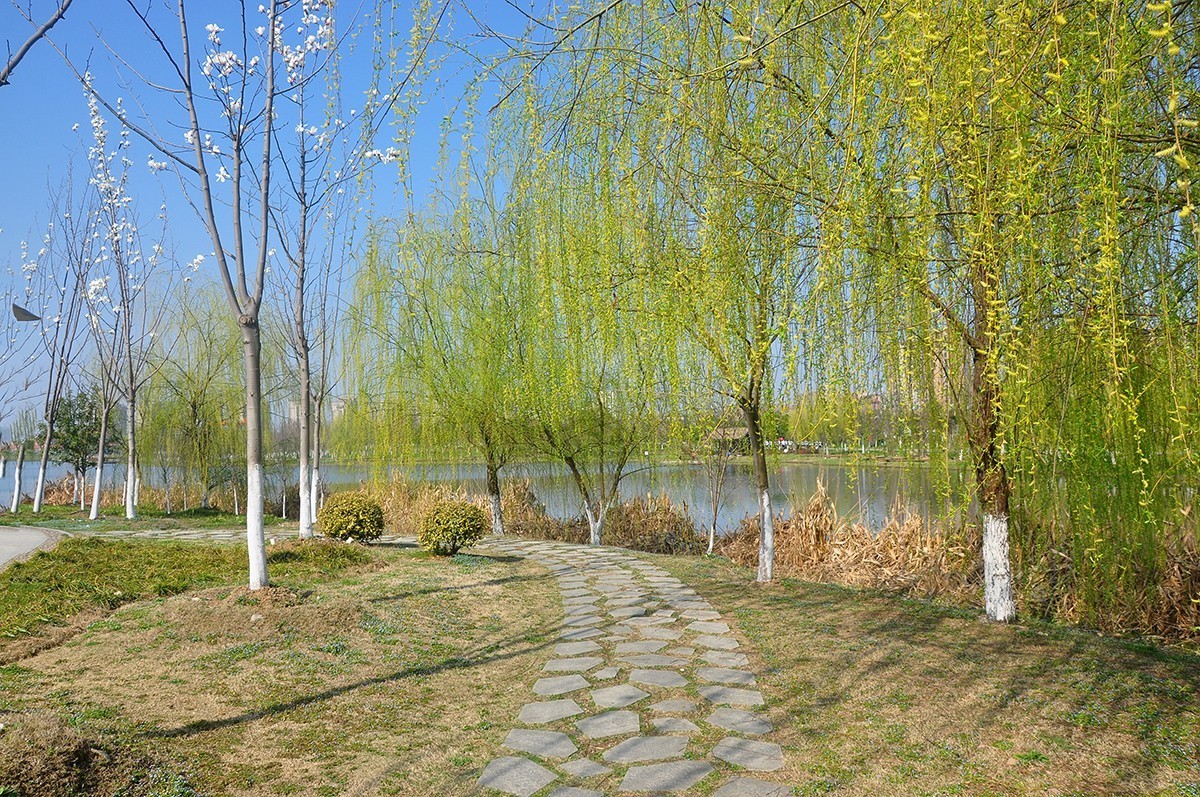 春上树梢头（续）