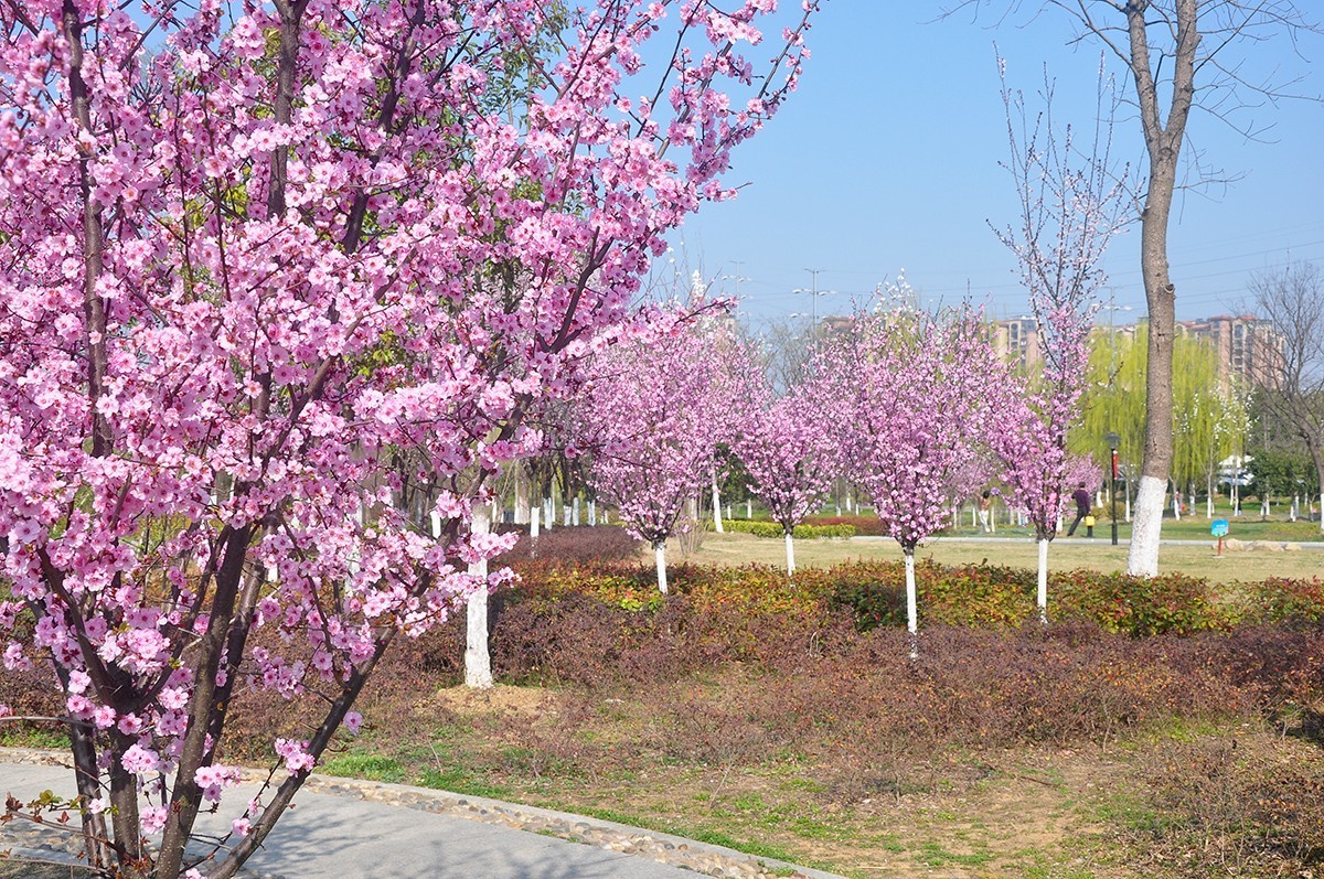 春上树梢头（续）