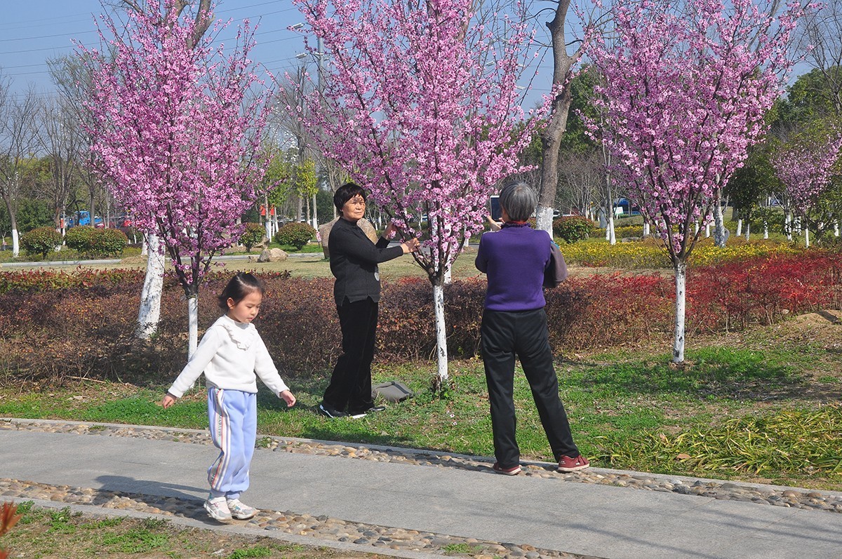 春上树梢头（续）