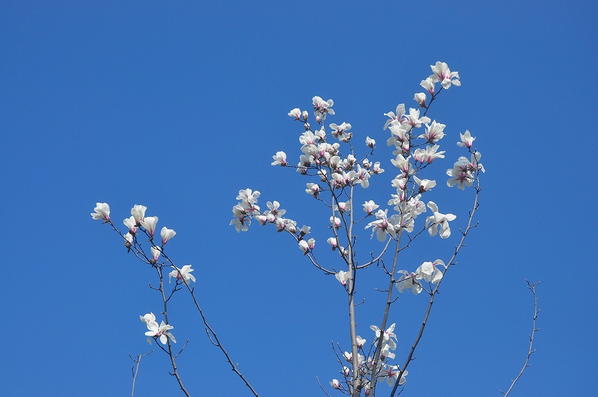 春上树梢头（续）