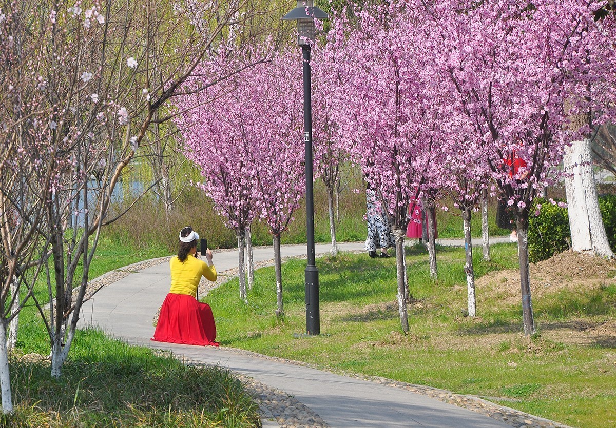 春上树梢头（续）
