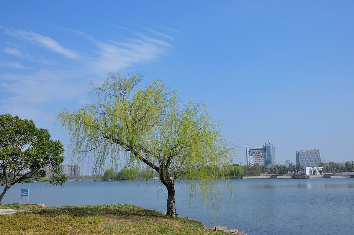 春上树梢头（续）