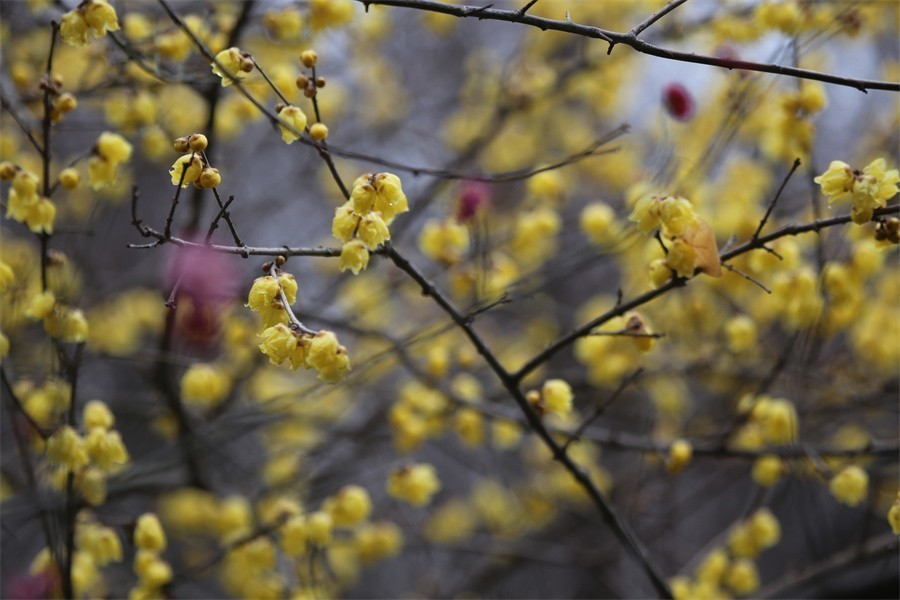 冬去春来梅花开洛阳随唐俏佳丽