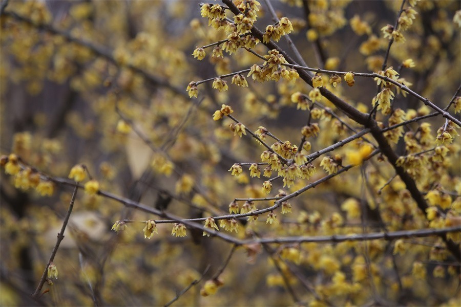 冬去春来梅花开洛阳随唐俏佳丽
