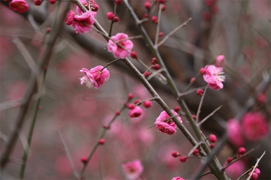 冬去春来梅花开洛阳随唐俏佳丽