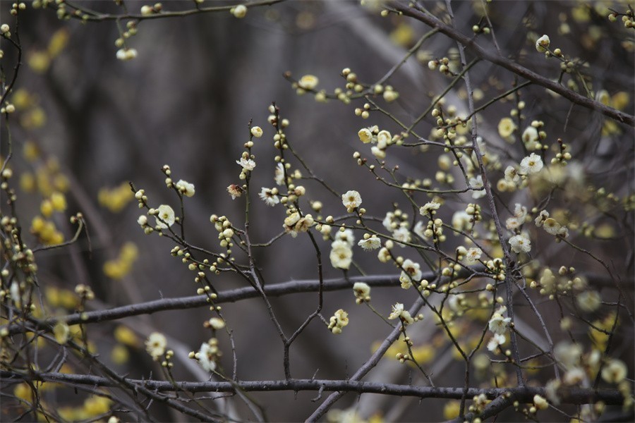 冬去春来梅花开洛阳随唐俏佳丽