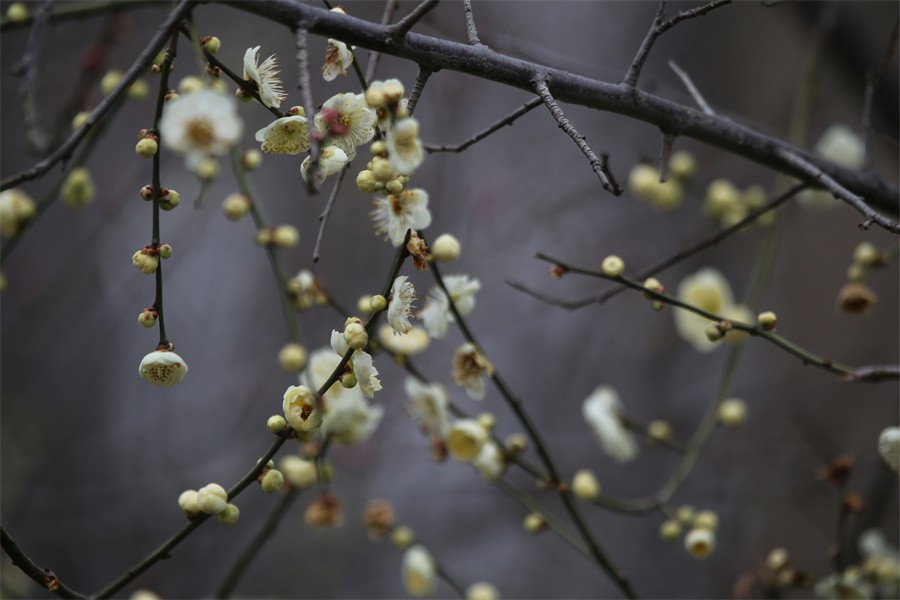 冬去春来梅花开洛阳随唐俏佳丽