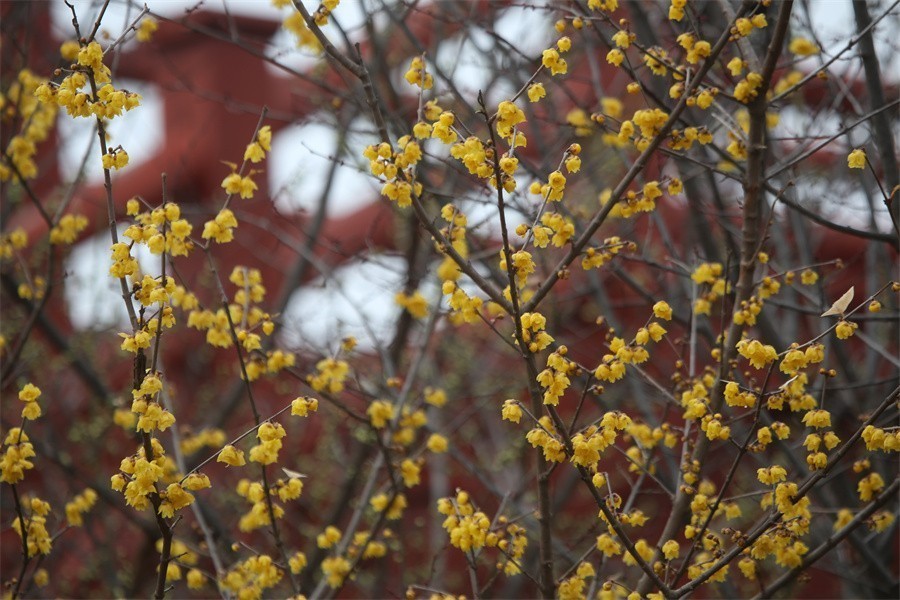 冬去春来梅花开洛阳随唐俏佳丽