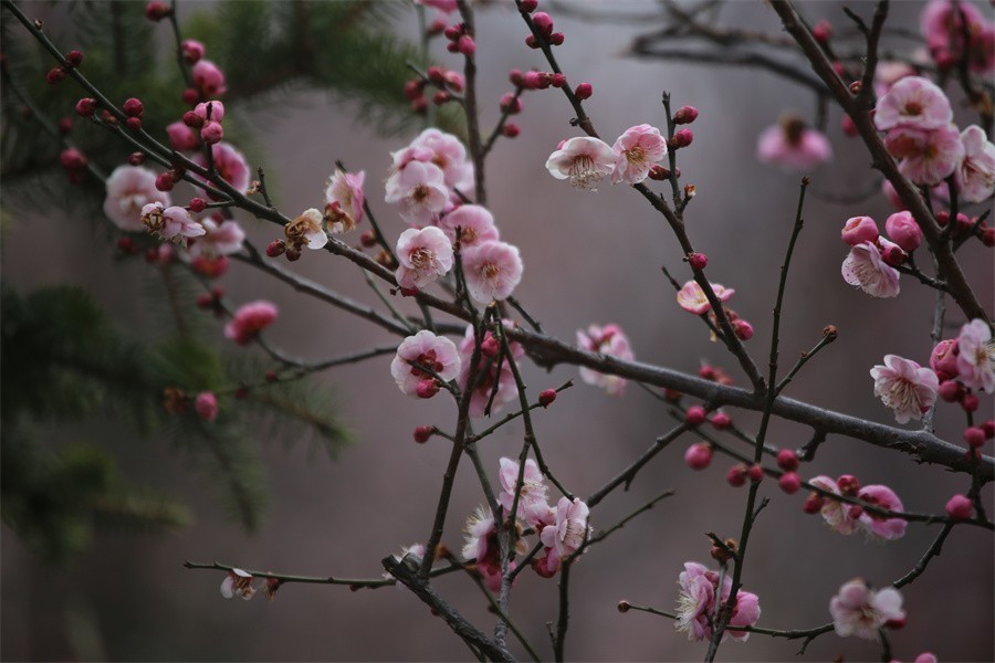 冬去春来梅花开洛阳随唐俏佳丽