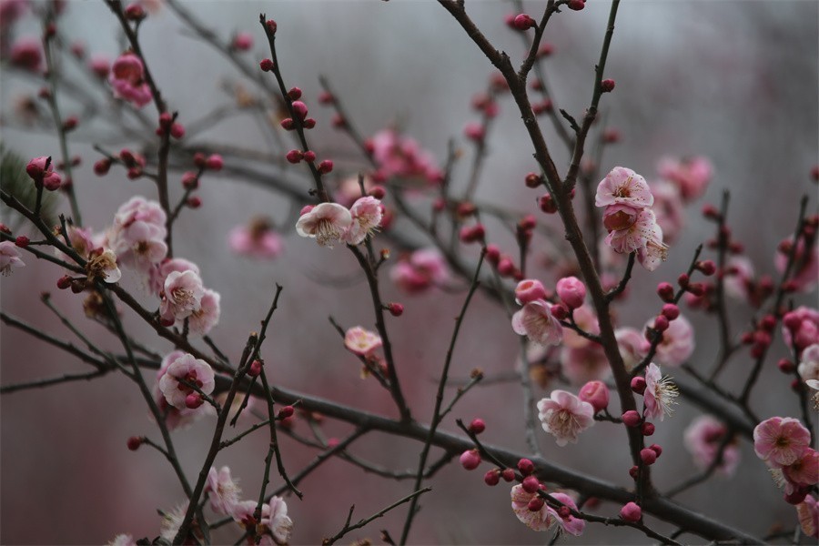 冬去春来梅花开洛阳随唐俏佳丽