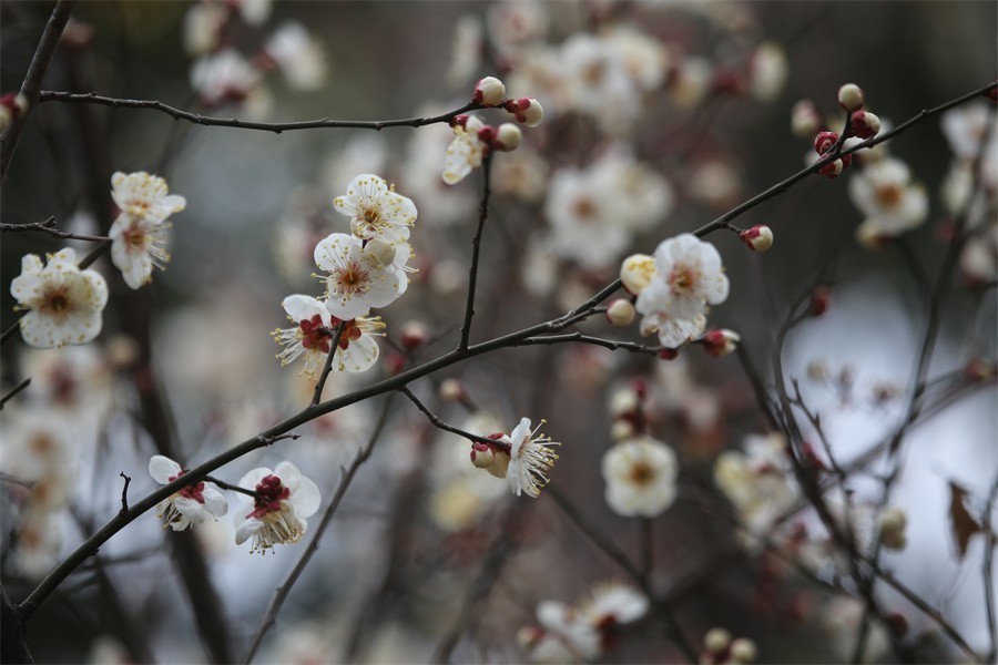 冬去春来梅花开洛阳随唐俏佳丽