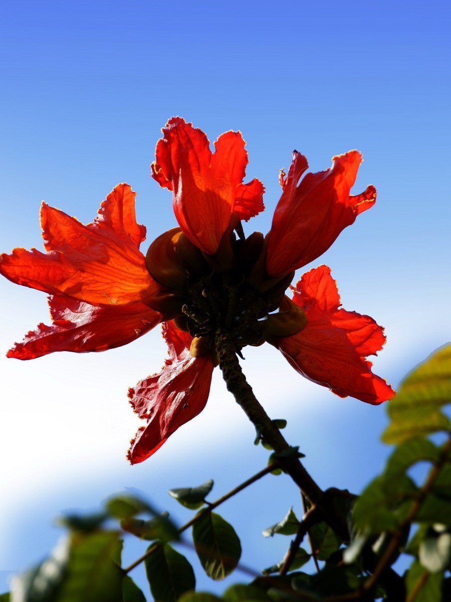 红红火火的火焰木花第一集10p