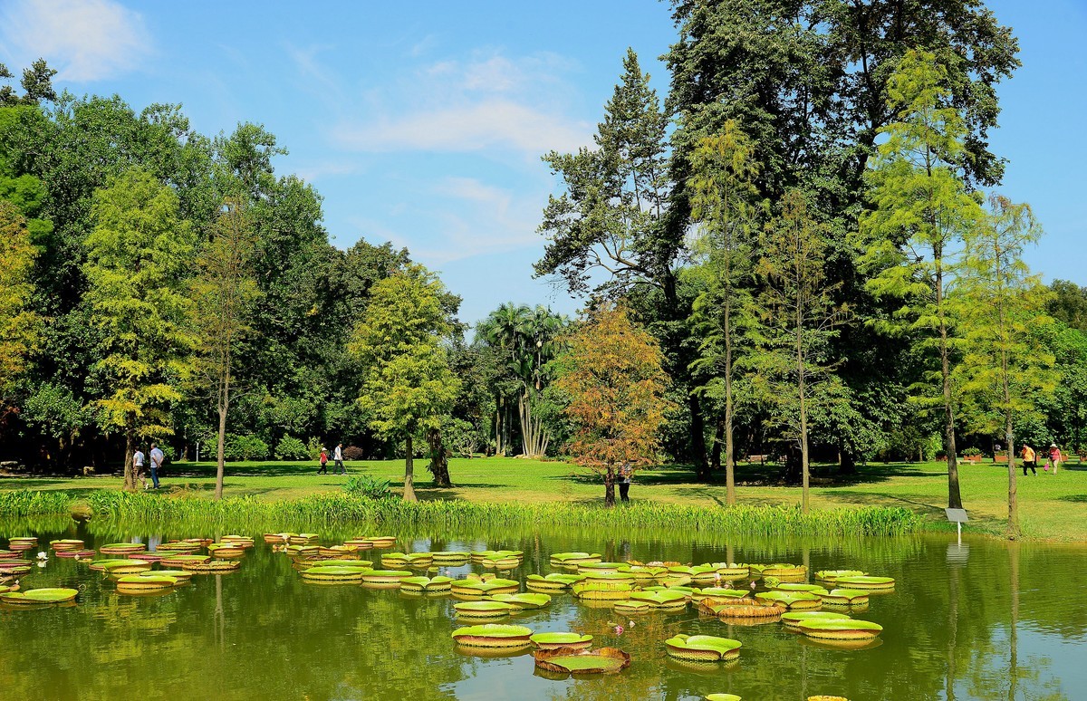 植物园的莲蓬！