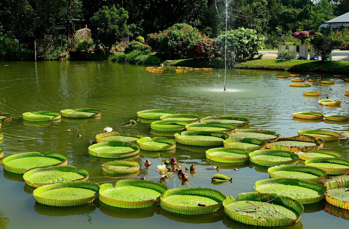 植物园的莲蓬！