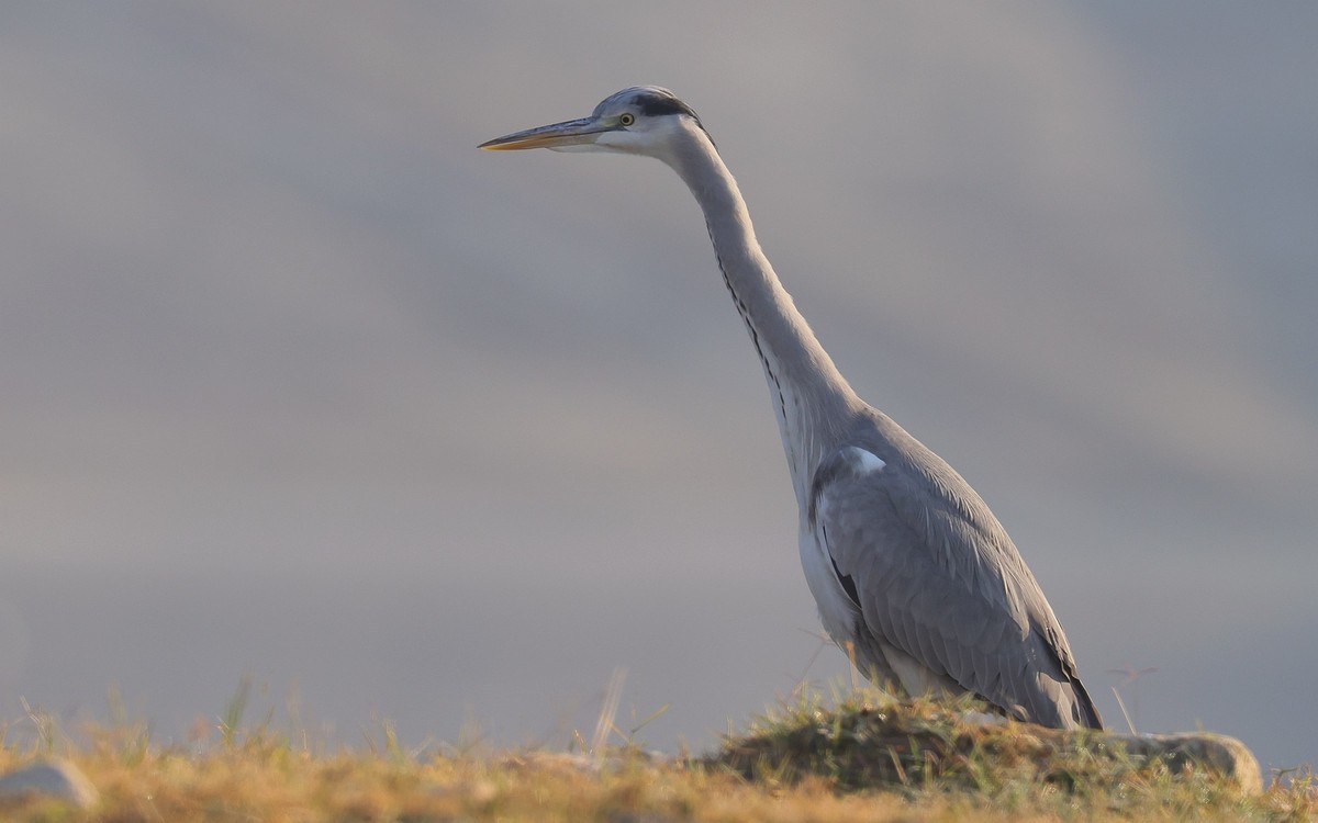 佳能 RF 600mm F4 L IS USM 镜头的威力！