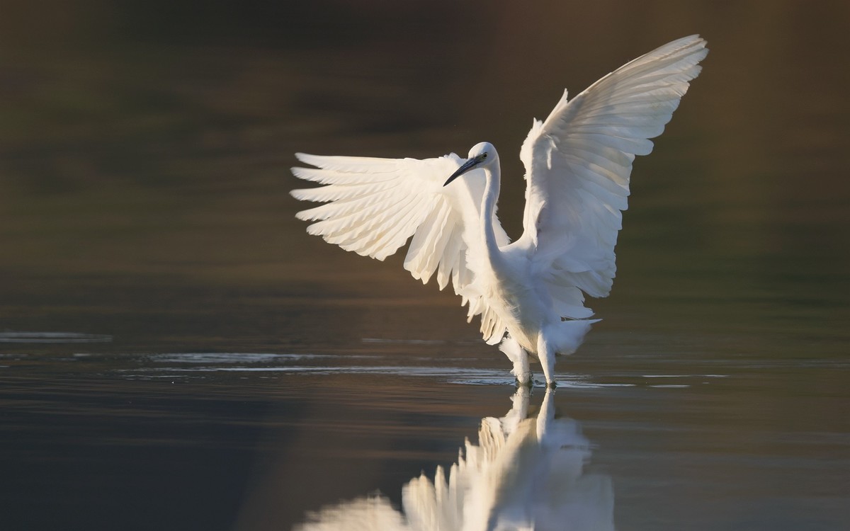 佳能 RF 600mm F4 L IS USM 镜头的威力！