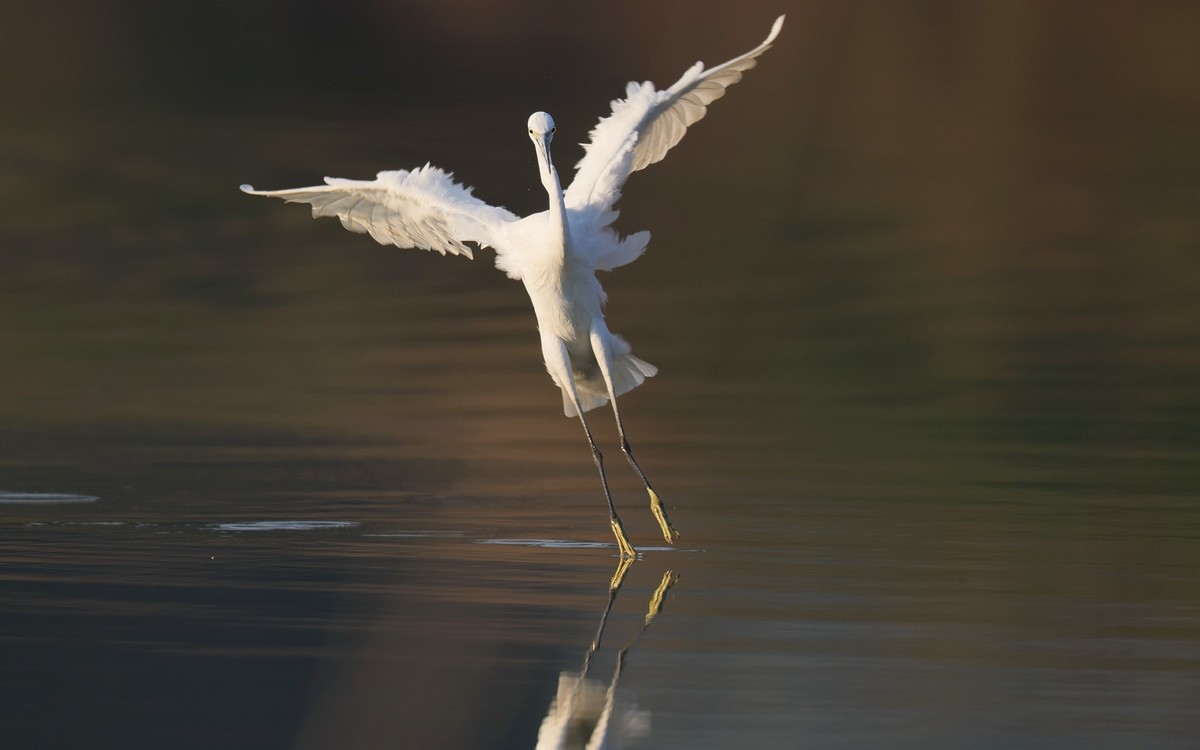 佳能 RF 600mm F4 L IS USM 镜头的威力！