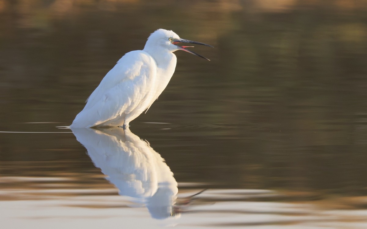 佳能 RF 600mm F4 L IS USM 镜头的威力！