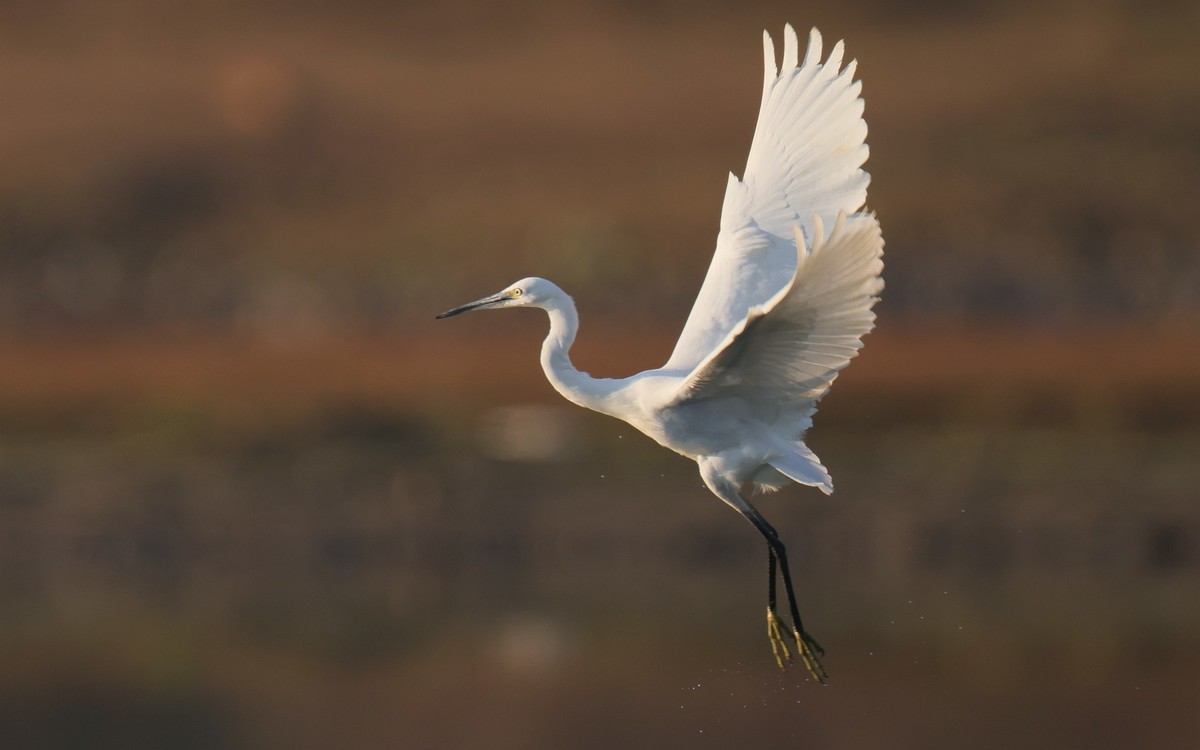 佳能 RF 600mm F4 L IS USM 镜头的威力！