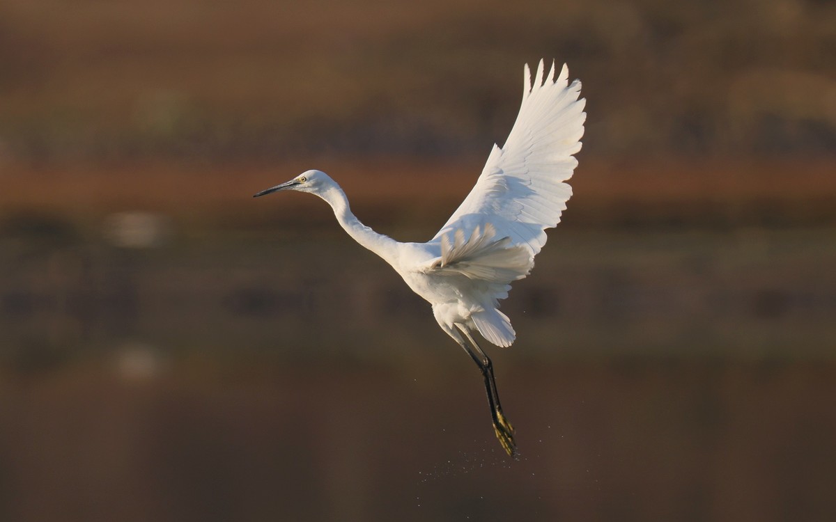 佳能 RF 600mm F4 L IS USM 镜头的威力！