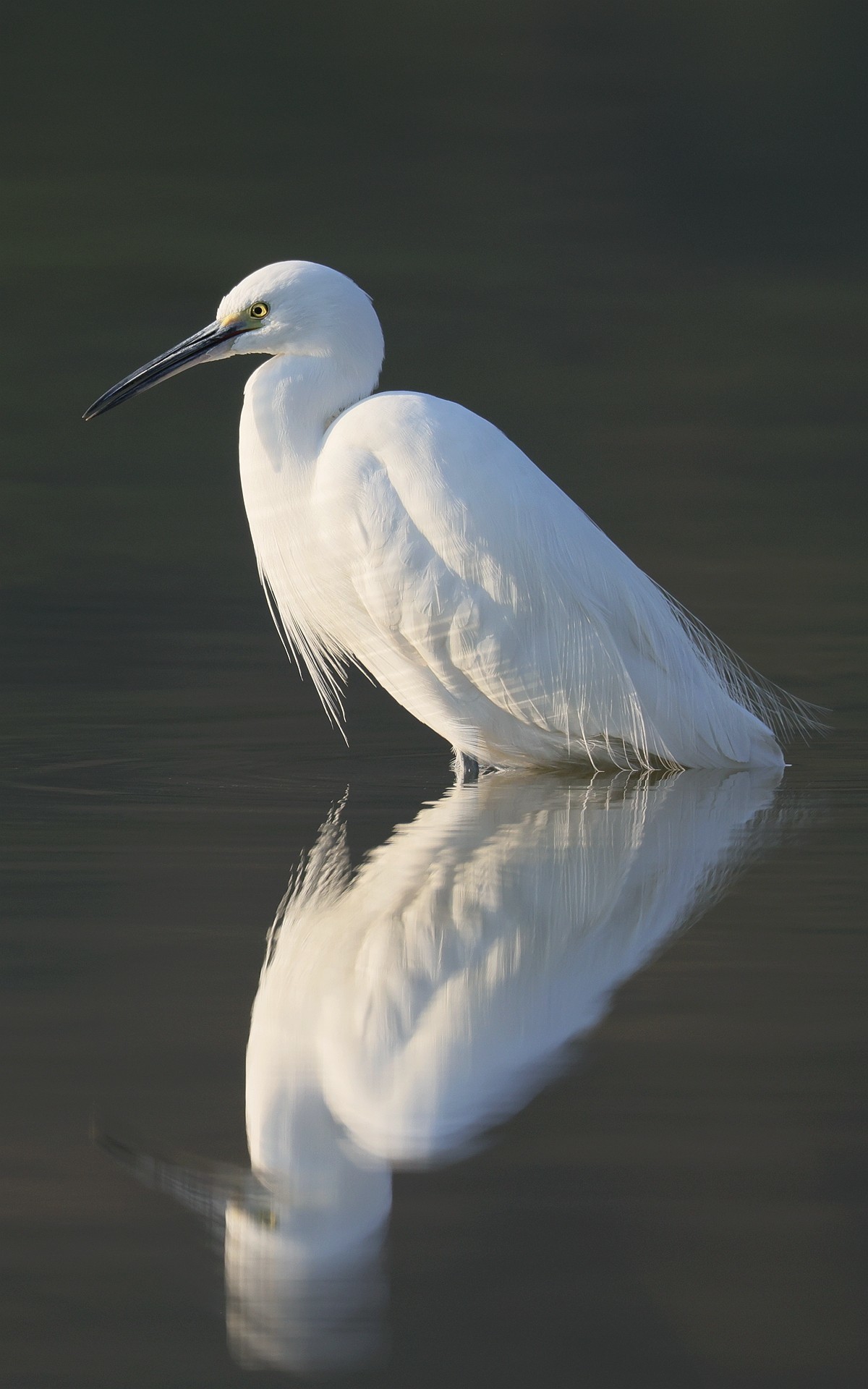 佳能 RF 600mm F4 L IS USM 镜头的威力！