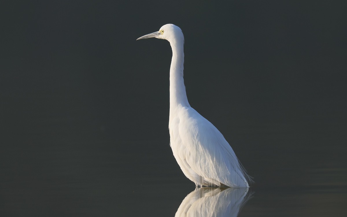 佳能 RF 600mm F4 L IS USM 镜头的威力！