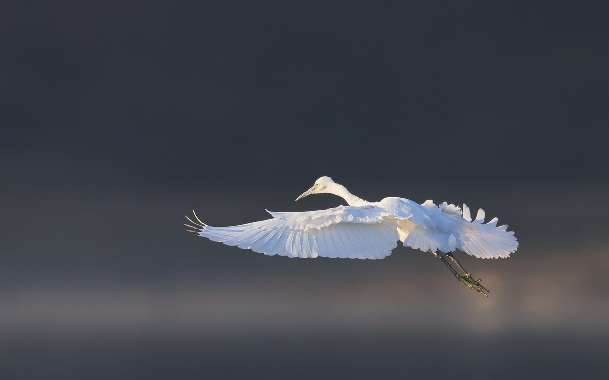 佳能 RF 600mm F4 L IS USM 镜头的威力！