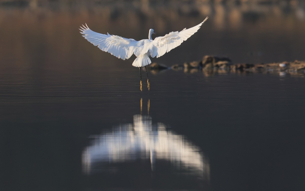 佳能 RF 600mm F4 L IS USM 镜头的威力！