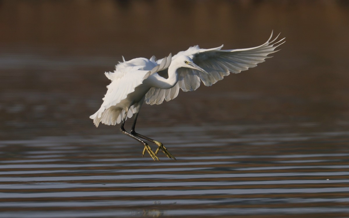 佳能 RF 600mm F4 L IS USM 镜头的威力！