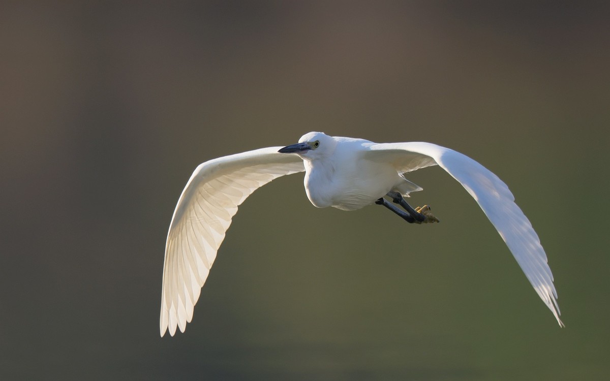 佳能 RF 600mm F4 L IS USM 镜头的威力！