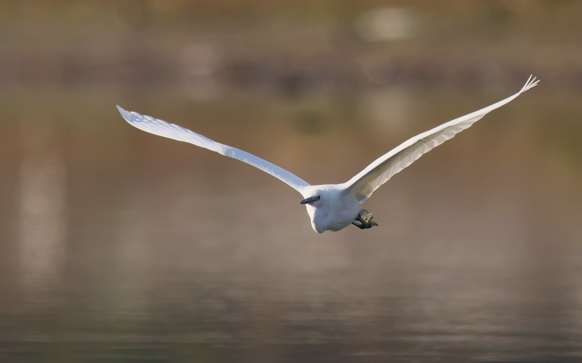 佳能 RF 600mm F4 L IS USM 镜头的威力！