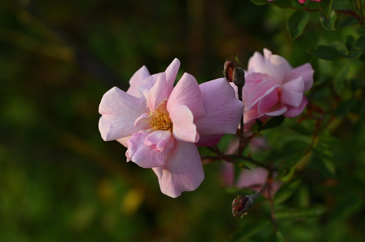 花开花落无间断，春来春去不相关