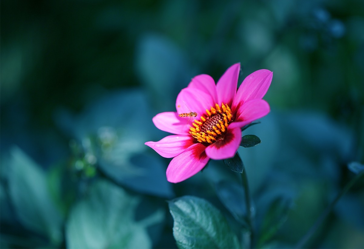 绽放的花儿【续】