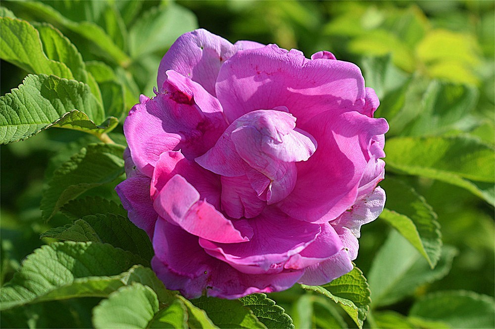 ——随拍·～～