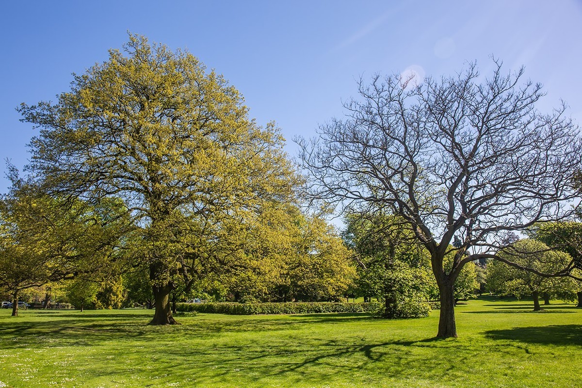 春光与绿色（二）