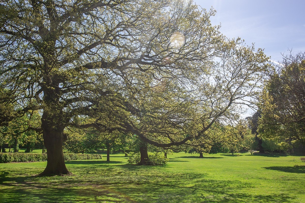 春光与绿色（二）