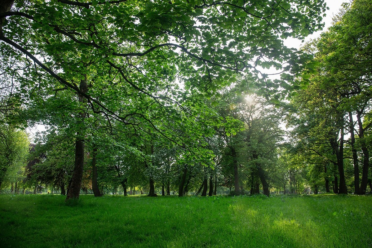 春光与绿色（二）