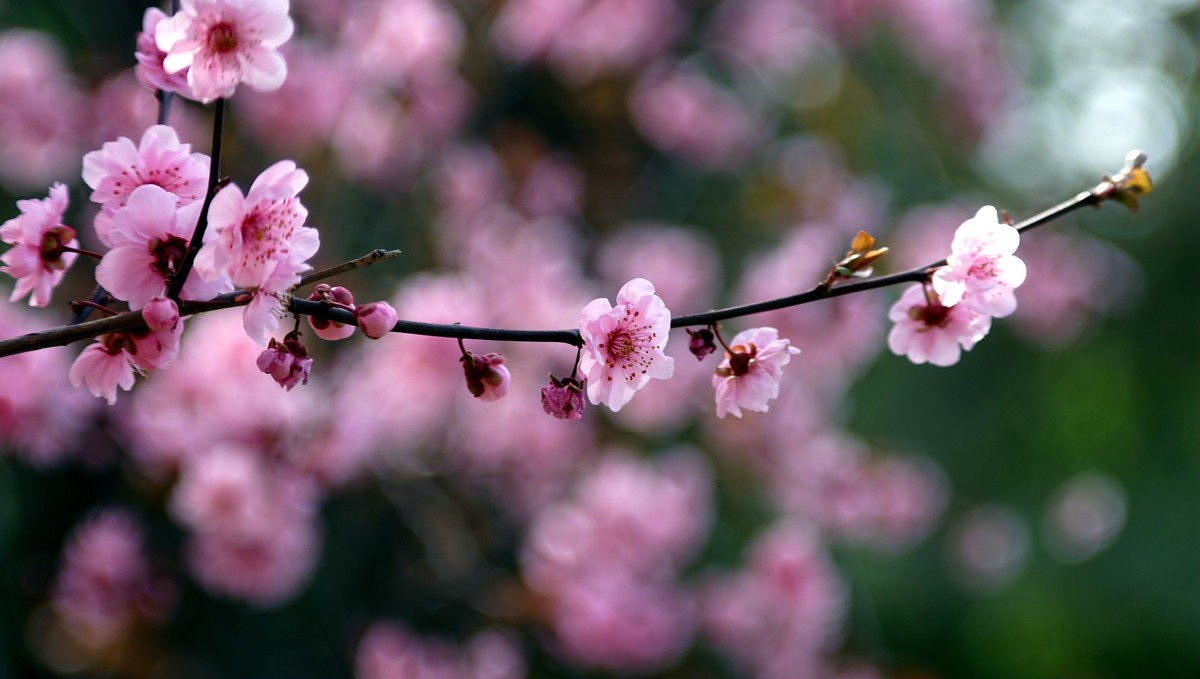 公园里的花儿