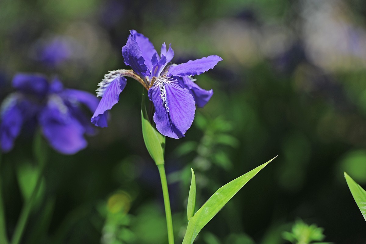 镜头出浴拍摄小花