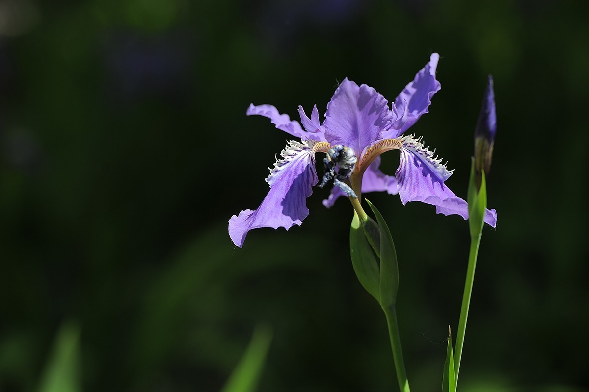 镜头出浴拍摄小花
