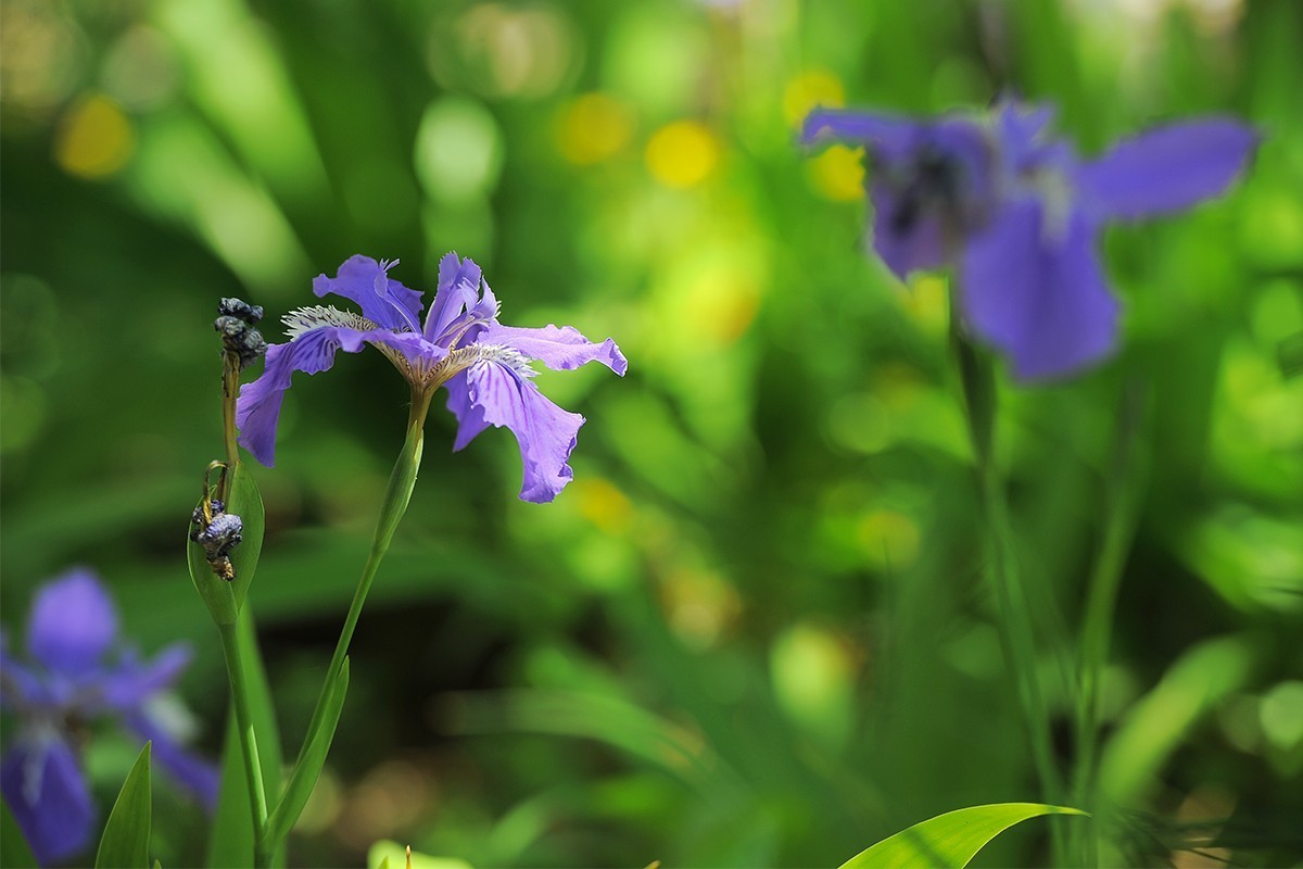 镜头出浴拍摄小花