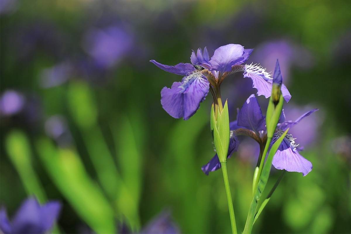 镜头出浴拍摄小花