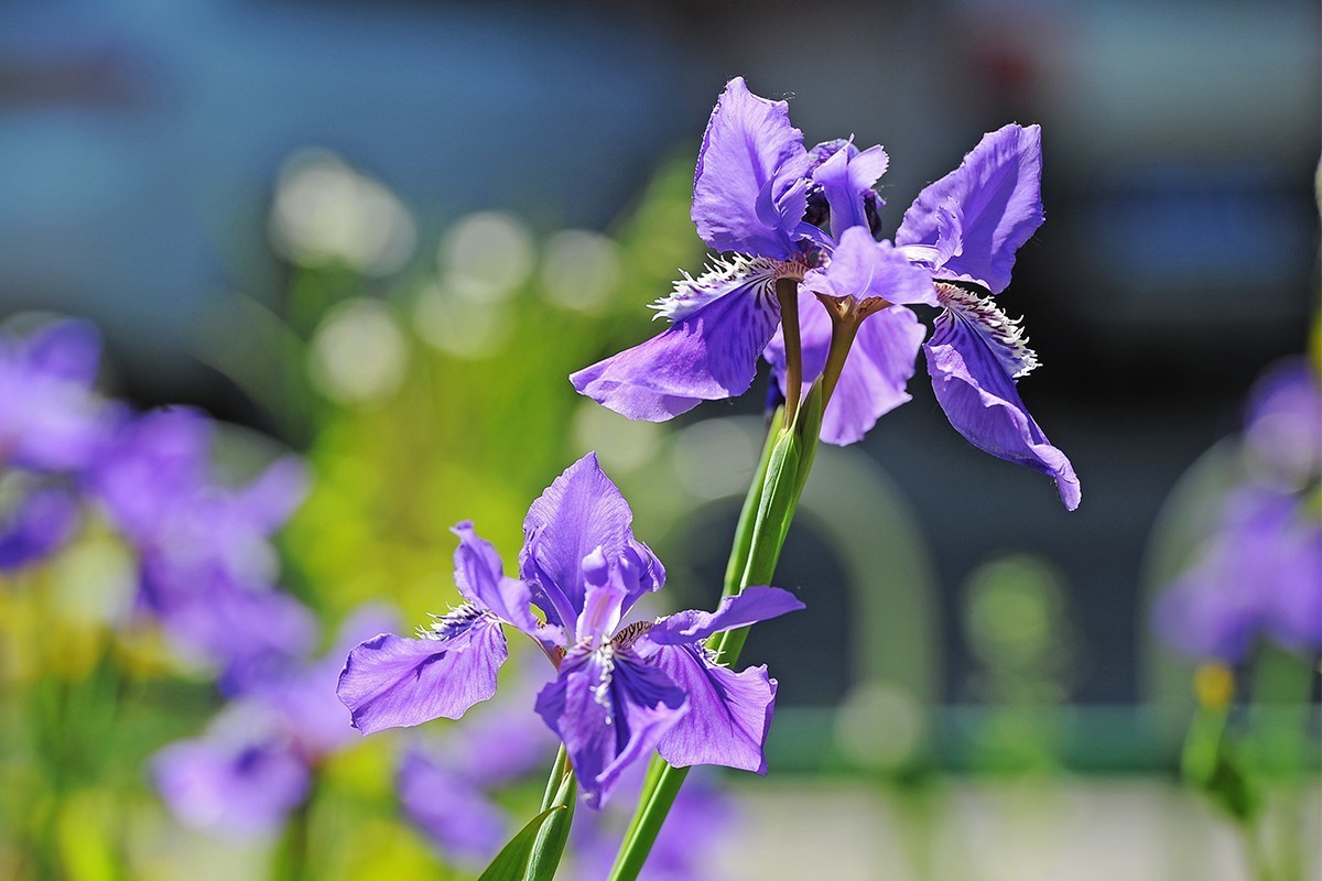镜头出浴拍摄小花
